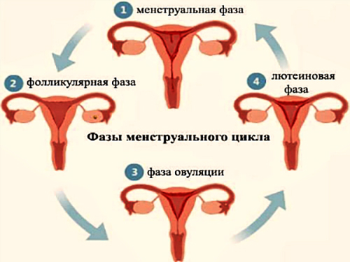 Фолликулярная фаза у женщин. Что это такое, что значит, какой день цикла