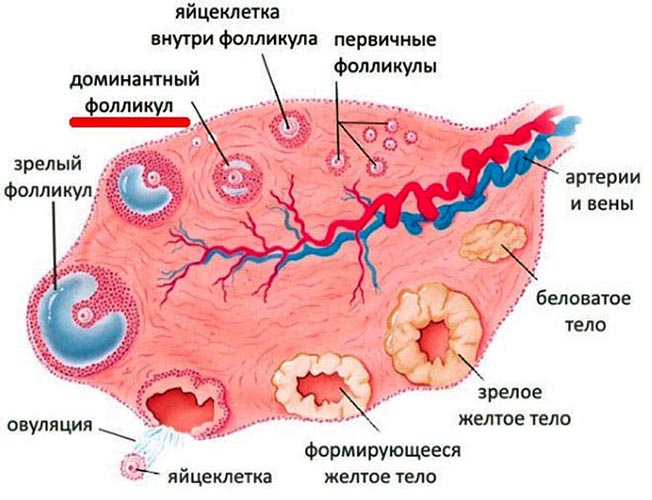 Фолликулярная фаза у женщин. Что это такое, что значит, какой день цикла