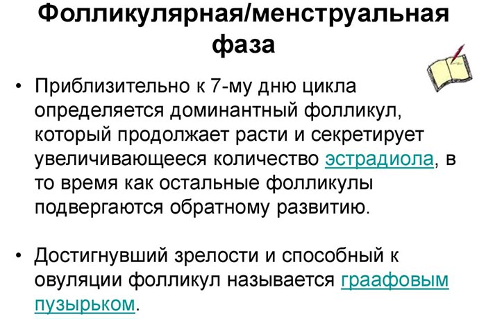 Фолликулярная фаза у женщин. Что это такое, что значит, какой день цикла