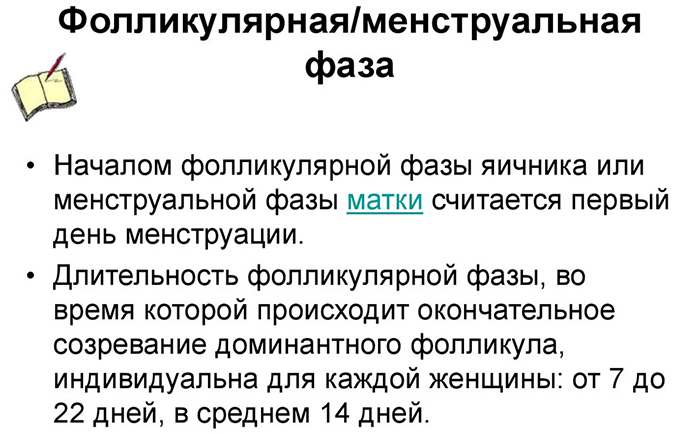 Фолликулярная фаза у женщин. Что это такое, что значит, какой день цикла