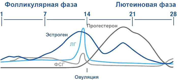 Фолликулярная фаза у женщин. Что это такое, что значит, какой день цикла