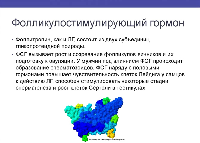 Фолликулярная фаза у женщин. Что это такое, что значит, какой день цикла