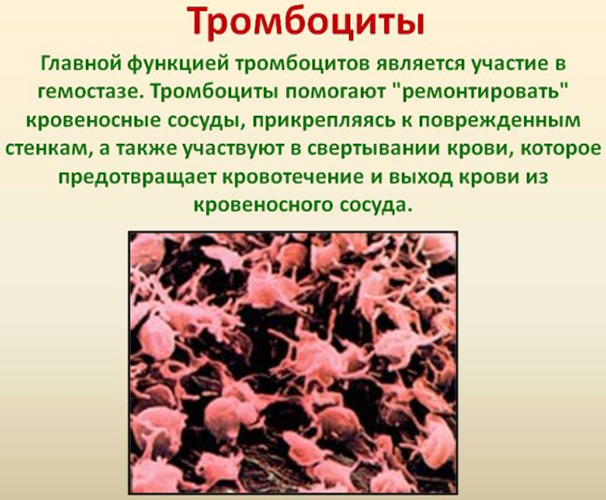 Как уменьшить тромбоциты в крови у взрослого народными средствами