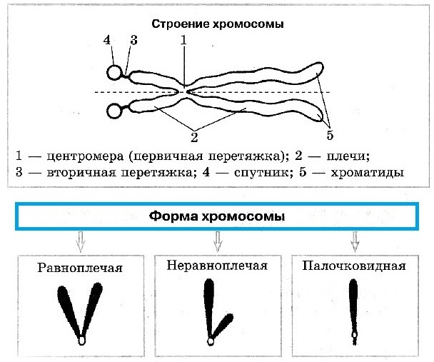 Патология в рисунках