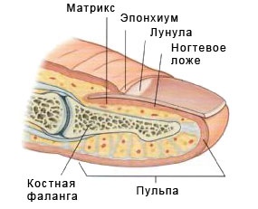 Лазерная коррекция ногтя на ноге, руке, вросшего. Что это такое, как делают, цена