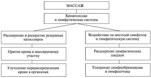 что нужно знать массажисту о мышцах и анатомии. Смотреть фото что нужно знать массажисту о мышцах и анатомии. Смотреть картинку что нужно знать массажисту о мышцах и анатомии. Картинка про что нужно знать массажисту о мышцах и анатомии. Фото что нужно знать массажисту о мышцах и анатомии