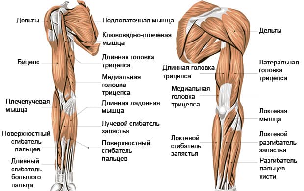 Мышцы человека для массажа. Анатомия, схема с названиями, подписями