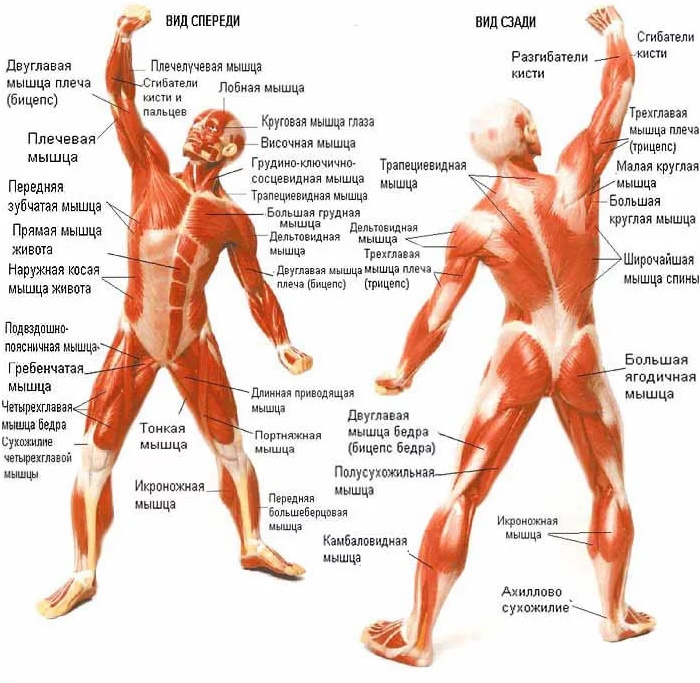 что нужно знать массажисту о мышцах и анатомии. Смотреть фото что нужно знать массажисту о мышцах и анатомии. Смотреть картинку что нужно знать массажисту о мышцах и анатомии. Картинка про что нужно знать массажисту о мышцах и анатомии. Фото что нужно знать массажисту о мышцах и анатомии