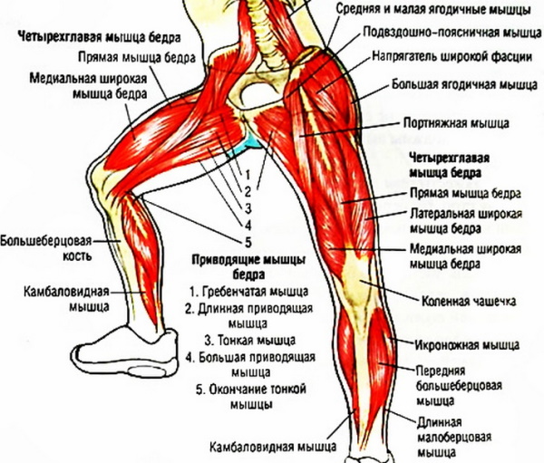 что нужно знать массажисту о мышцах и анатомии. Смотреть фото что нужно знать массажисту о мышцах и анатомии. Смотреть картинку что нужно знать массажисту о мышцах и анатомии. Картинка про что нужно знать массажисту о мышцах и анатомии. Фото что нужно знать массажисту о мышцах и анатомии