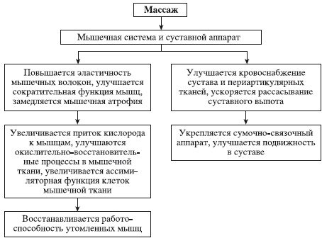 что нужно знать массажисту о мышцах и анатомии. Смотреть фото что нужно знать массажисту о мышцах и анатомии. Смотреть картинку что нужно знать массажисту о мышцах и анатомии. Картинка про что нужно знать массажисту о мышцах и анатомии. Фото что нужно знать массажисту о мышцах и анатомии