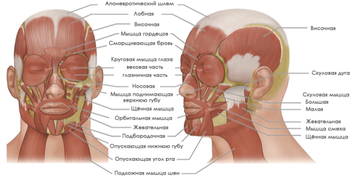 что нужно знать массажисту о мышцах и анатомии. Смотреть фото что нужно знать массажисту о мышцах и анатомии. Смотреть картинку что нужно знать массажисту о мышцах и анатомии. Картинка про что нужно знать массажисту о мышцах и анатомии. Фото что нужно знать массажисту о мышцах и анатомии