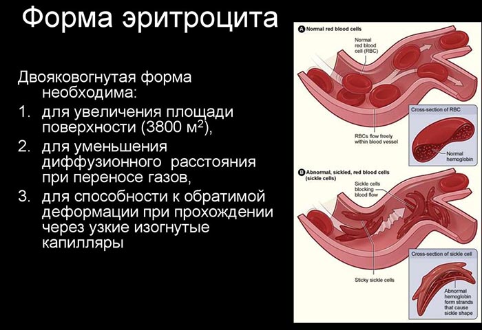 Осмотическая резистентность эритроцитов. Что это такое, как определяется, метод