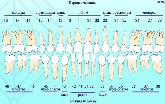 Осмотр полости рта и зева у детей, взрослых. Алгоритм манипуляции