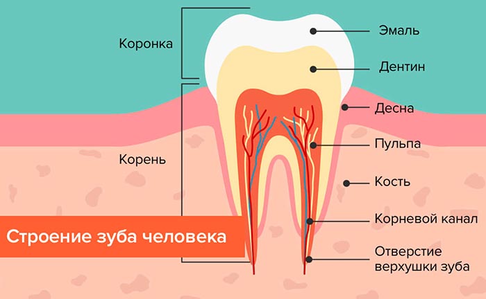 Осмотр полости рта и зева у детей, взрослых. Алгоритм манипуляции