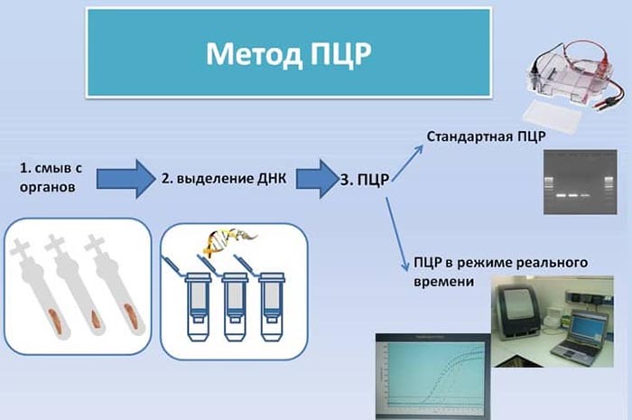 Полимеразная цепная реакция (ПЦР). Что это такое, метод в микробиологии, медицине