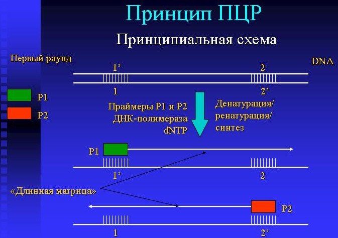 Полимеразная цепная реакция (ПЦР). Что это такое, метод в микробиологии, медицине