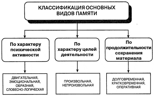 Произвольная память в психологии. Что это, определение, примеры формирования