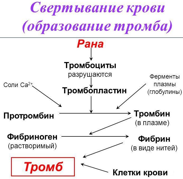 Протромбин. Норма у женщин по возрасту, таблица