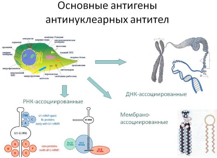 Ревмофактор (ревматоидный фактор) анализ крови. Что это такое, что показывает, норма