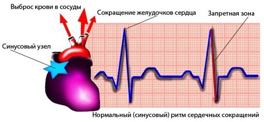 Синусовый ритм. Норма у женщин по возрасту на ЭКГ