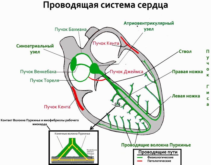 Синусовый ритм. Норма у женщин по возрасту на ЭКГ