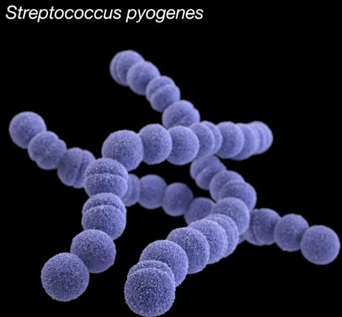 Стрептококки (streptococcus spp) в мазке у женщин. Лечение, норма