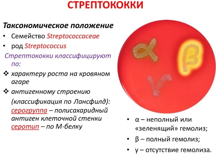 Стрептококки (streptococcus spp) в мазке у женщин. Лечение, норма