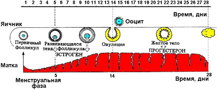 Выделения при овуляции коричневого цвета. Норма