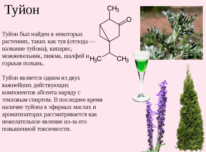 Туя в гомеопатии. Показания к применению, отзывы