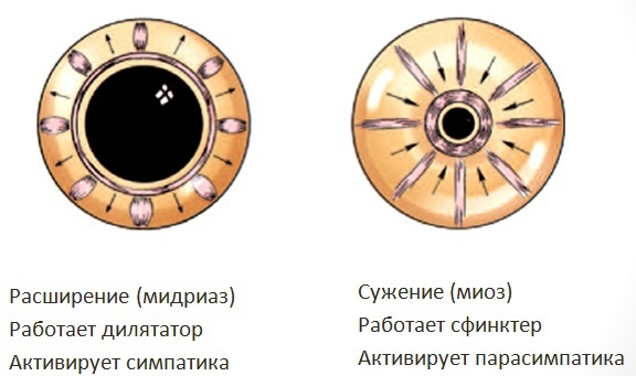 Маленькие, узкие зрачки у человека. Причины