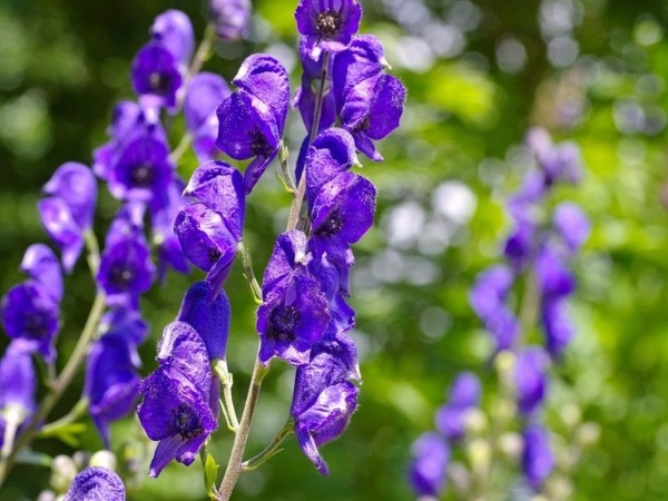 Аконитум (Aconitum) гомеопатия. Инструкция, показания к применению детям, взрослым