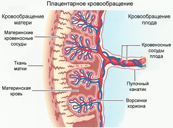 АФО ССС у детей (анатомо-физиологические особенности сердечно-сосудистой системы)