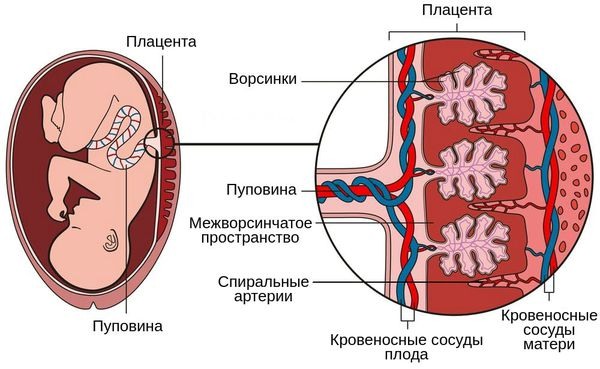 АФО ССС у детей (анатомо-физиологические особенности сердечно-сосудистой системы)