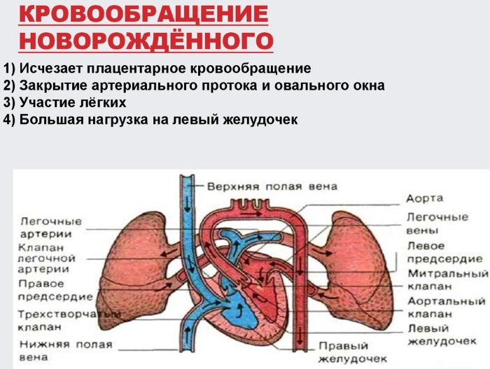 АФО ССС у детей (анатомо-физиологические особенности сердечно-сосудистой системы)