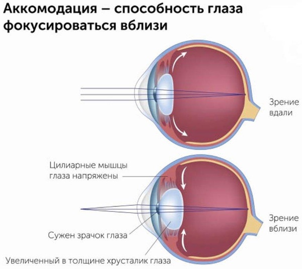 Аккомодация в психологии. Что это, восприятие развития, определение