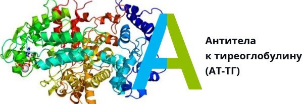 Анти ТГ (антитела к тиреоглобулину). Что это за гормон, норма