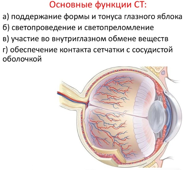 Глазное яблоко. Растет ли с рождения, строение, анатомия