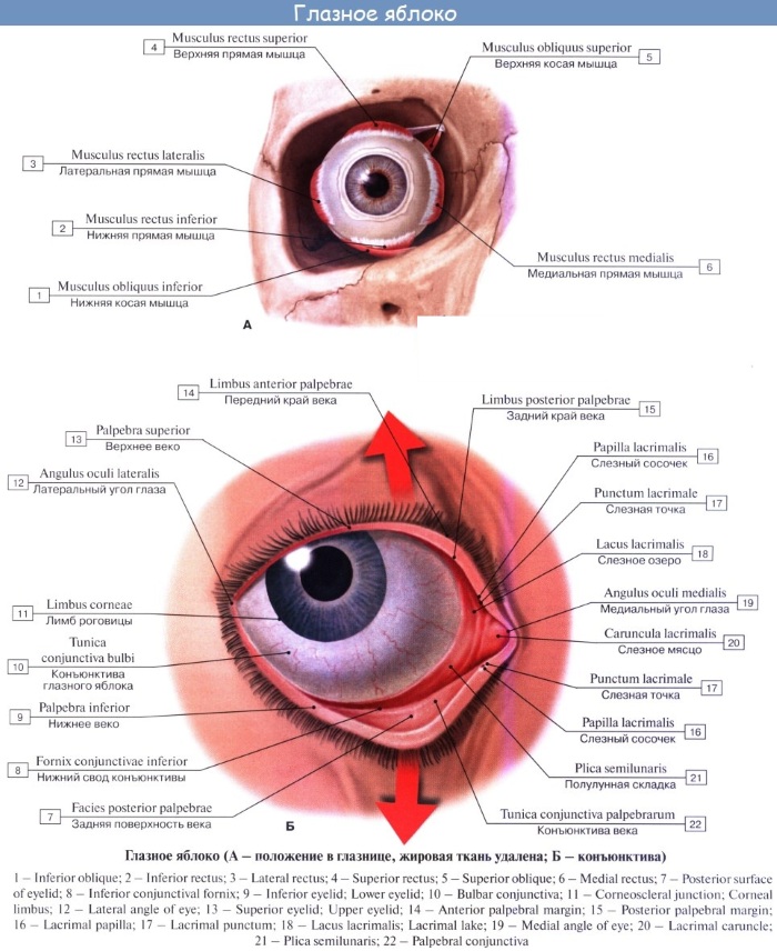 Глазное яблоко. Растет ли с рождения, строение, анатомия