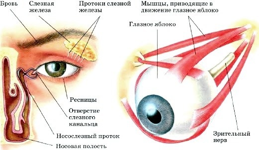 Глазное яблоко. Растет ли с рождения, строение, анатомия