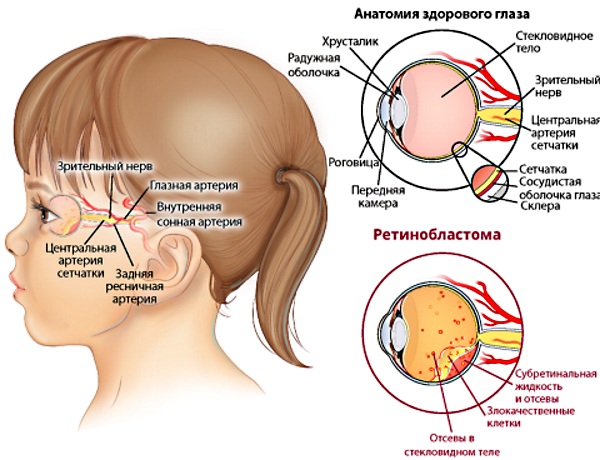 Глазное яблоко. Растет ли с рождения, строение, анатомия