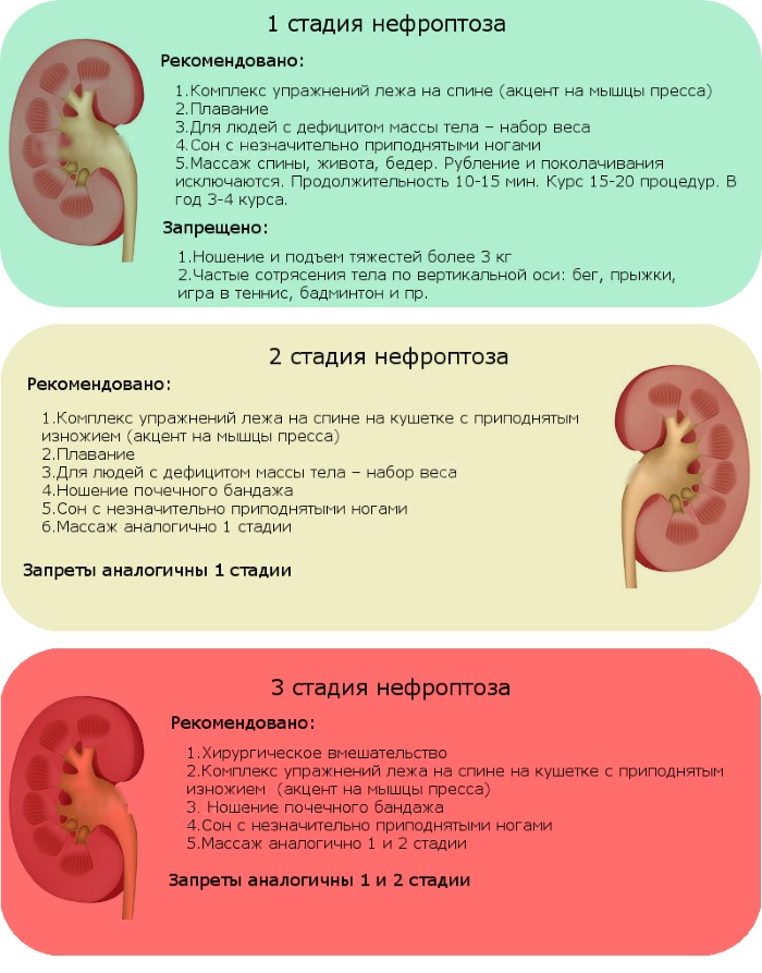 Где почки у женщин фото