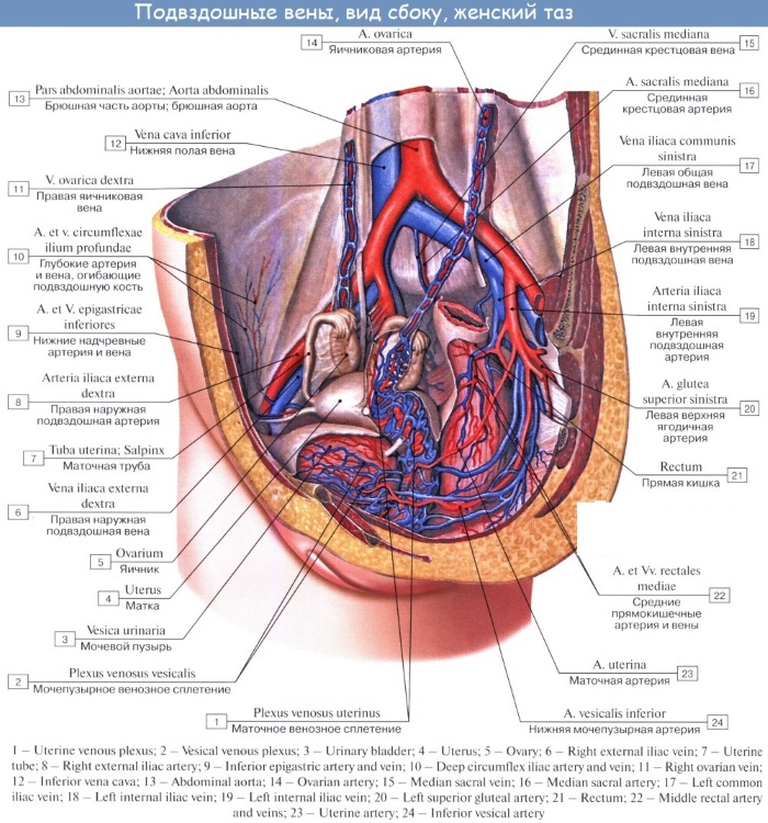 Подвздошная вена. Где находитсянистатином, анатомия у мужчин, женщин