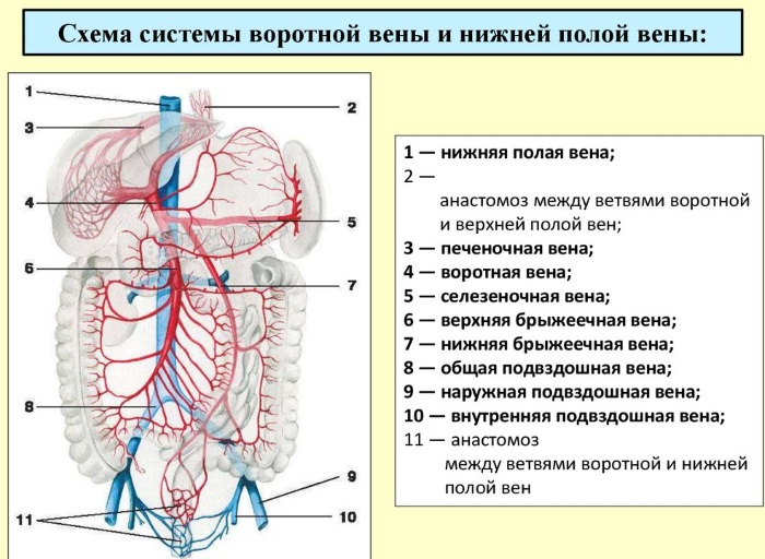 Вена фото анатомия