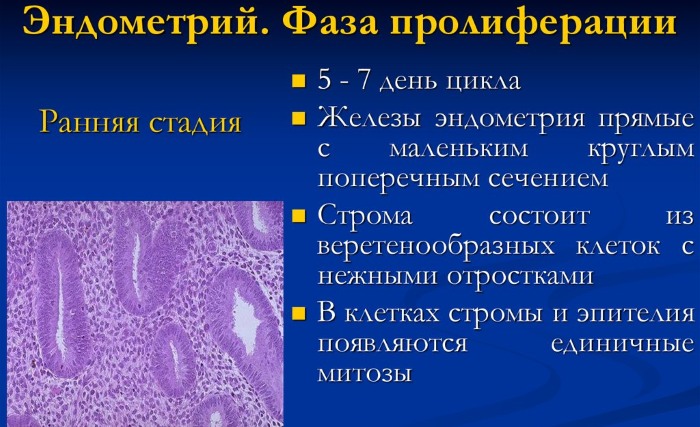 Пролиферативная фаза менструационного цикла. Что это, толщина эндометрия