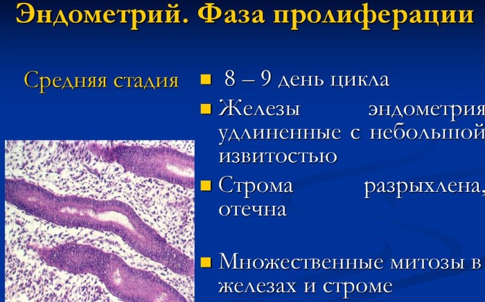 Пролиферативная фаза менструационного цикла. Что это, толщина эндометрия