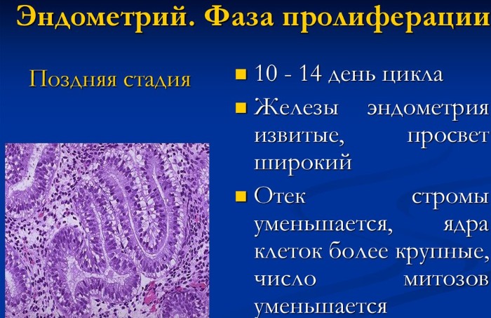 Пролиферативная фаза менструационного цикла. Что это, толщина эндометрия