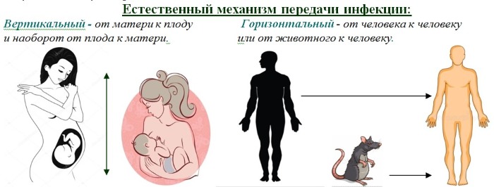 Пути передачи вич инфекции картинки