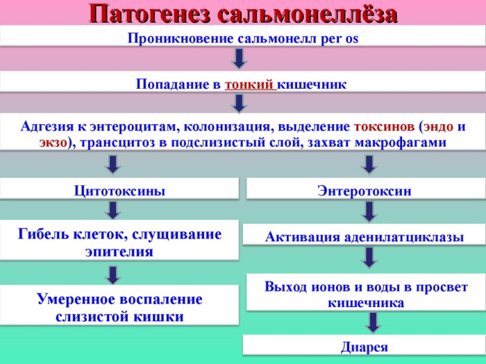 Болезнь от сырых яиц куриных Сальмонеллез. Симптомы