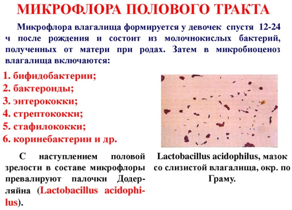 Микрофлора влагалища. Норма в мазке у женщин, как нормализовать