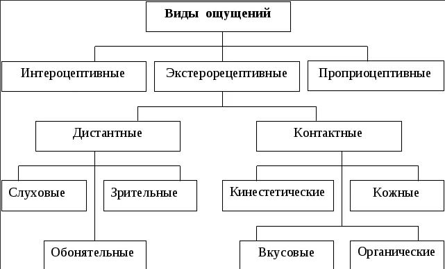 Модальность в психологии. Что это, определение, примеры восприятия ощущений